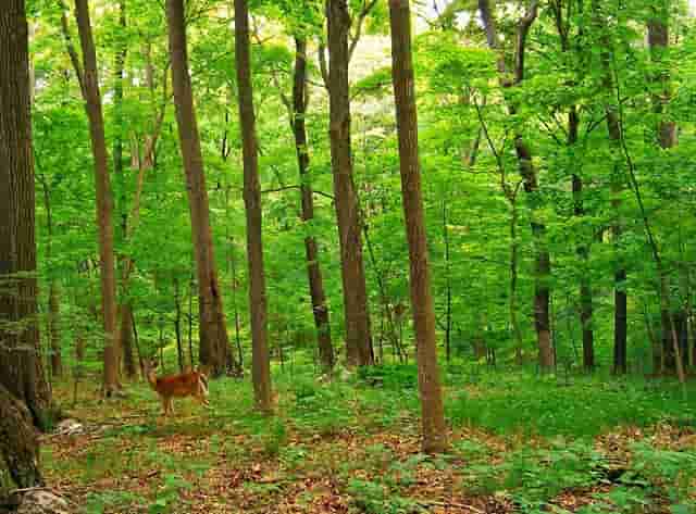 袖虎宠物拥有科学的繁育体系！值得加盟！
