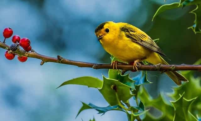 斯嘉丽约翰逊角色混剪