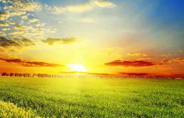 袖虎发现的骗子套路：领养宠物