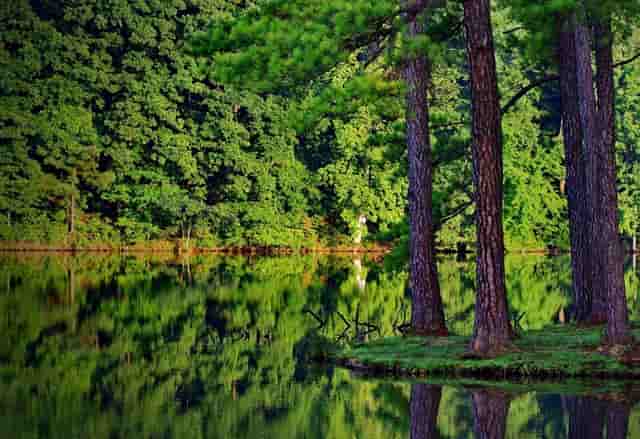 袖虎病猫攻略：猫反复长跳蚤是为什么？