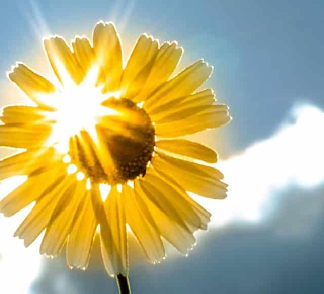 西比曼生物JPM大会：为癌症和自免疾病患者开发创新细胞疗法