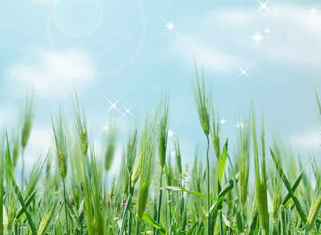 袖虎揭秘，宠物“装死”是怎样炼成的！