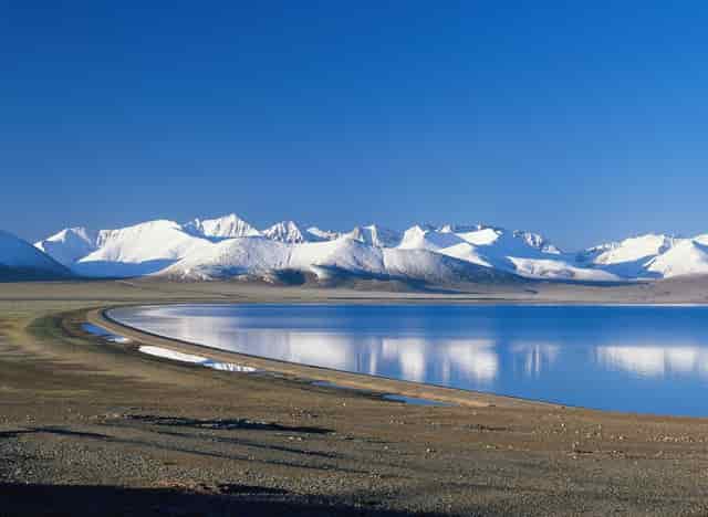 袖虎科普金毛和拉布拉多的区别