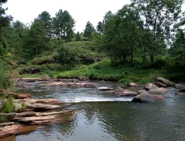 袖虎病猫攻略：猫细小的症状有哪些？