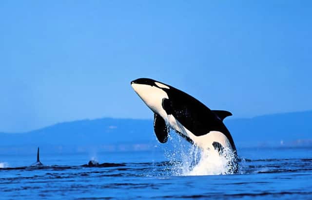 教育部公布的最新学科