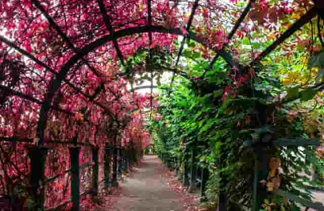 袖虎的猫狗为什么会那么贵