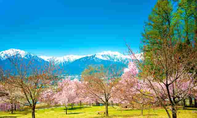 比亚迪上半年新车销量首进全球前十