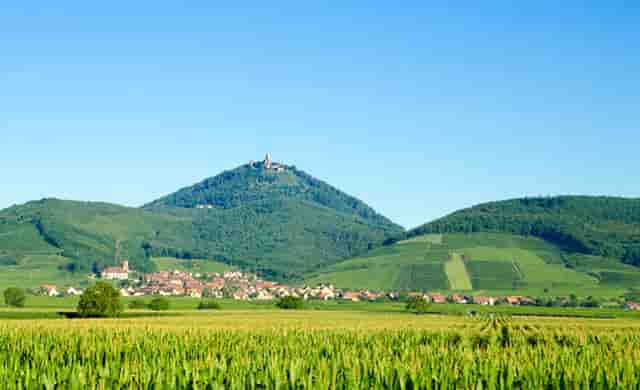 袖虎病狗攻略：眼泪汪汪的贵宾，小心得病