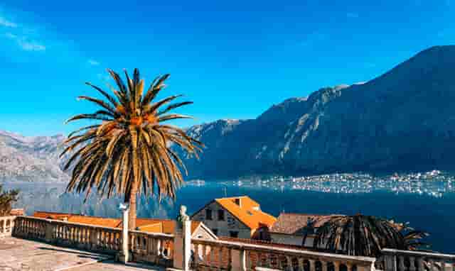 袖虎宠物商业调查：开宠物店如何采购活体资源