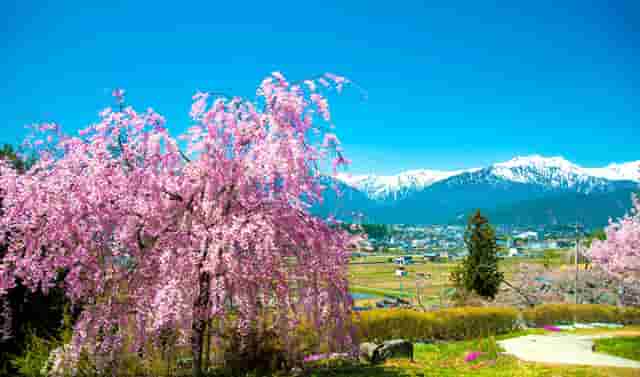 俏丫头的视频(俏丫头舞蹈视频)