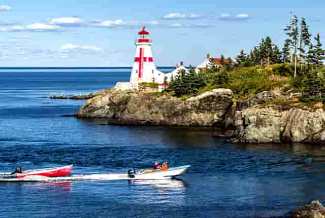 袖虎病狗攻略：如何预防犬细小