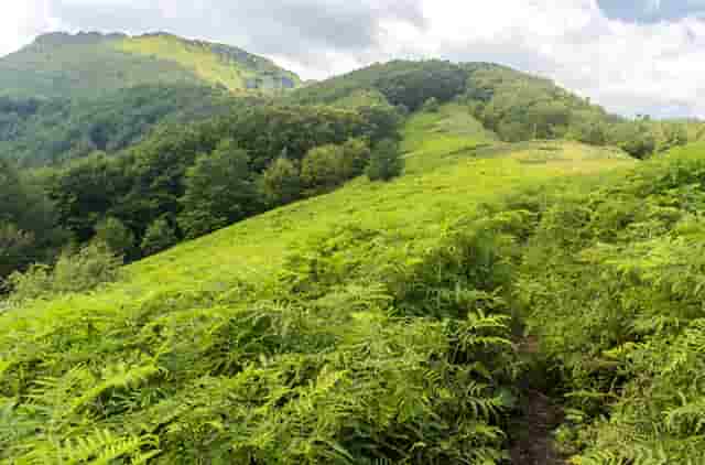 袖虎病猫攻略：两招搞定猫咪跳蚤